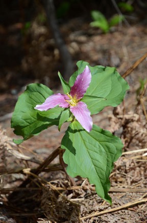 Pacific Trillium, Pink