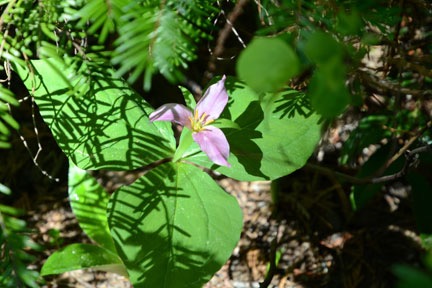Purple Trillium