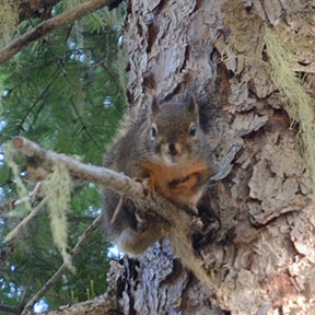 Squirrel