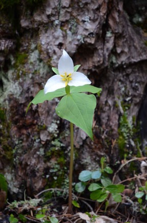 Pacific Trillium, White