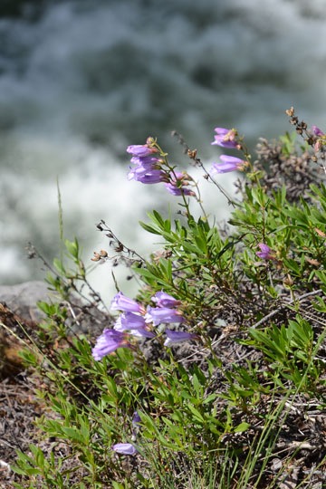 Woodland Beardtongue