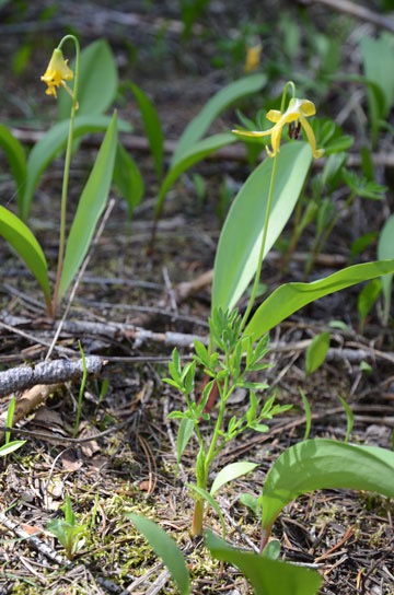 Yellow Flower
