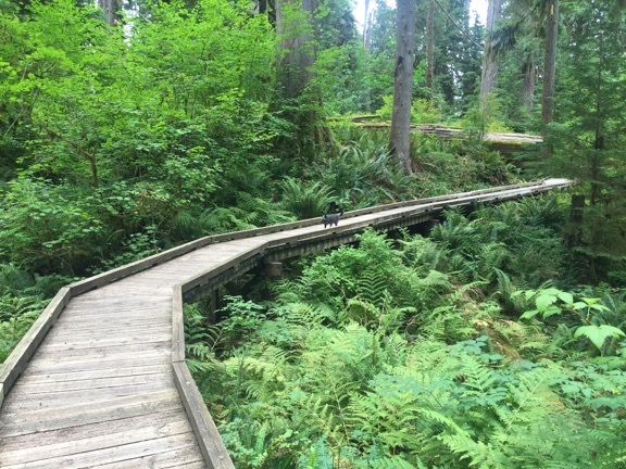 Boardwalk Trail