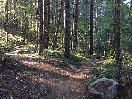 Fork in the Trail 
