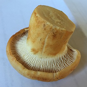 mushroom gills