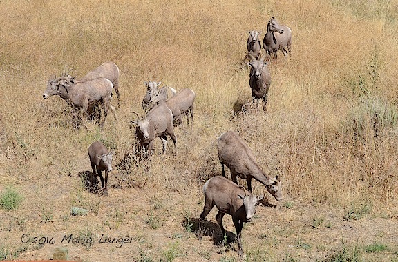 Herd of Bighorn Sheep