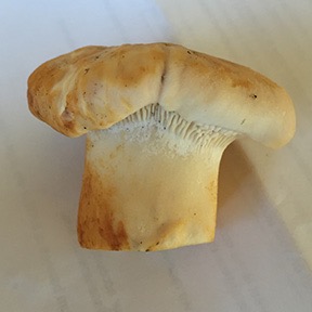 side of mushroom