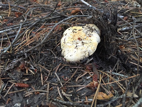 Young Chanterelle