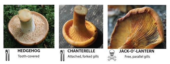 Mushroom Gills