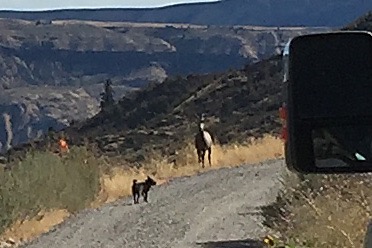 Penny and Sheep