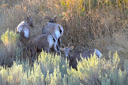 Bighorn Sheep