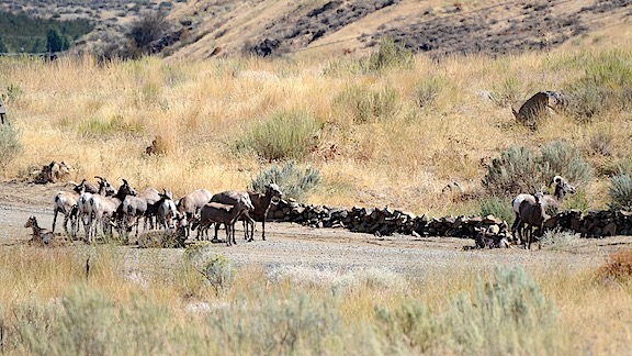 Cathedral Rock Traffic Jam
