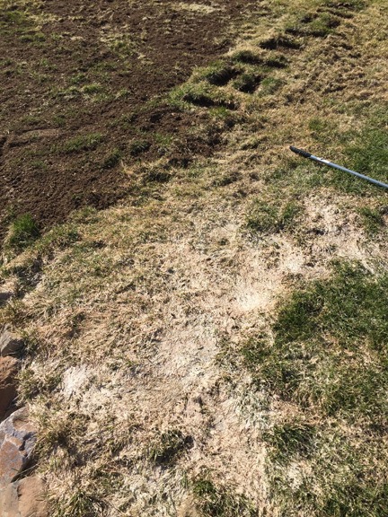Bad Lawn