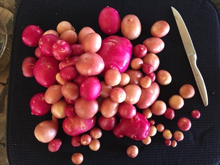 Potatoes from my Garden