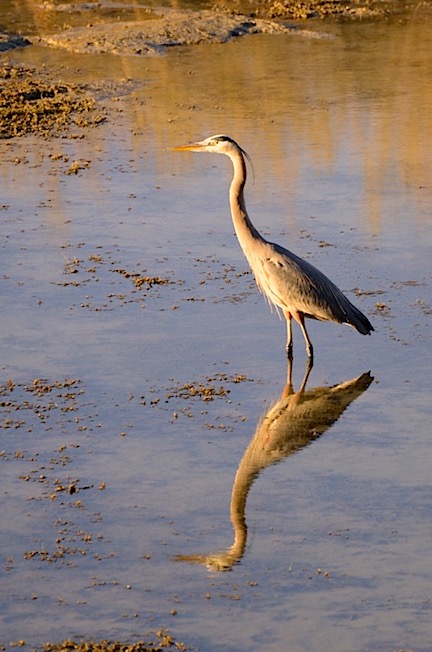 Blue Heron
