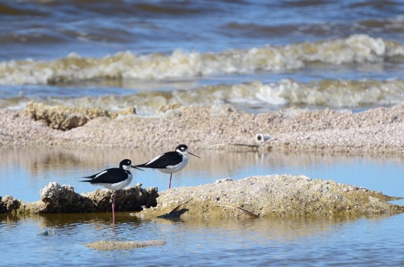 Salton Sea Birds