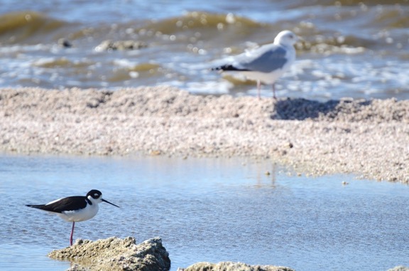 Salton Sea Birds
