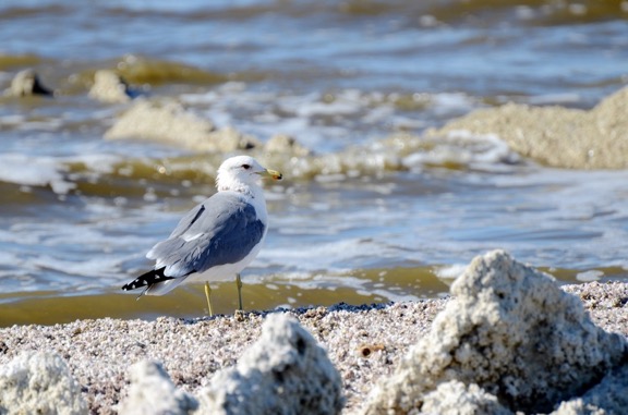 Seagull at Salton Sea