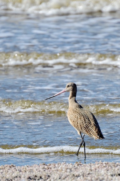 Salton Sea Birds