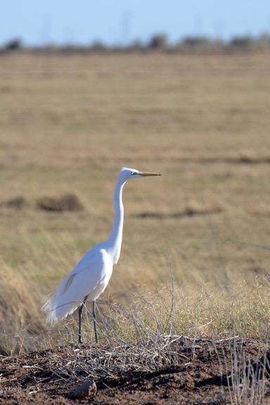 White Heron at the Salton Sea