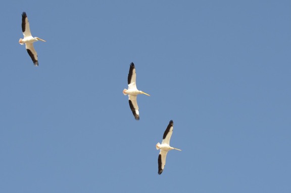 White Pelicans