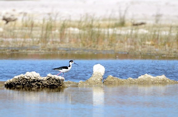 Salton Sea Birds