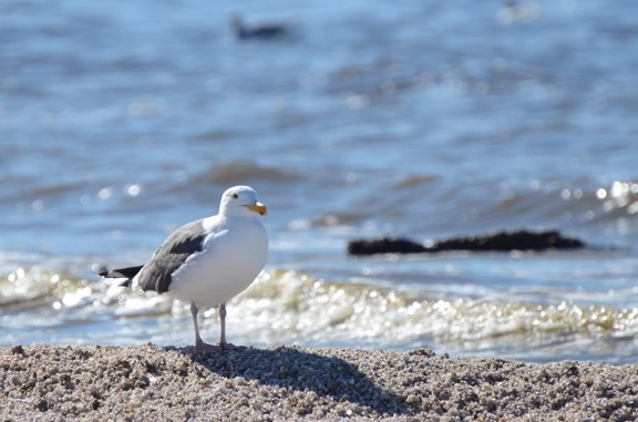 Seagull at Salton Sea