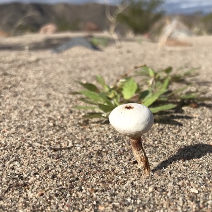 Desert Mushroom