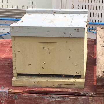 Robber Bees?