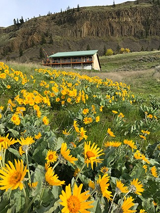Balsamroot at my House
