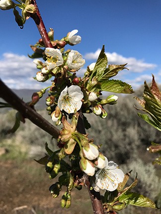 Cherry Blossoms