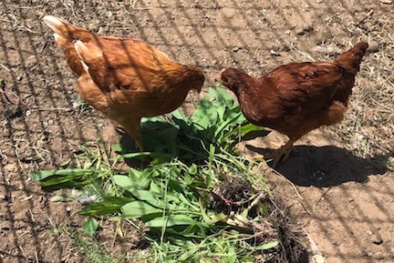 Chickens Eat Weeds