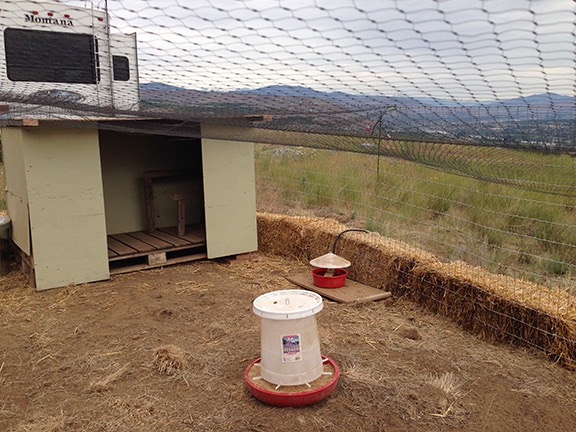 Chicken Coop 1