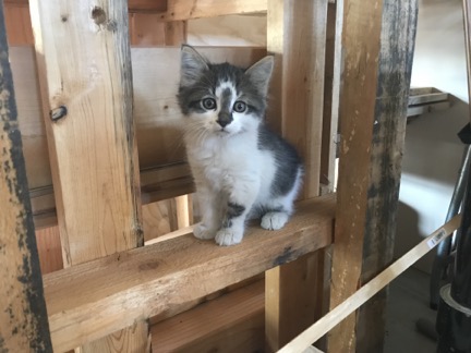 Solo the Cat