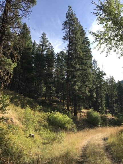 Forest Trail