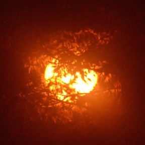 Sun Through Trees