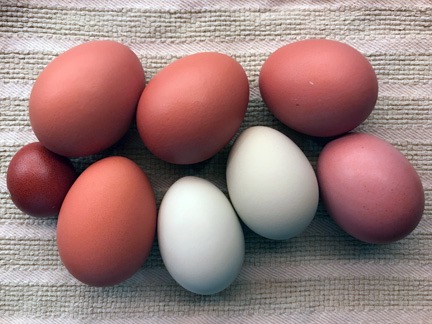 Eggs