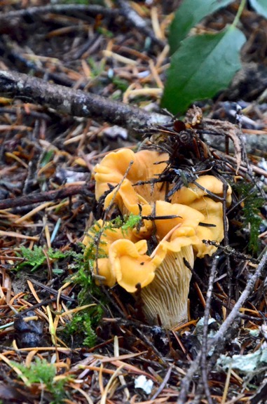 Chanterelle Mushroom