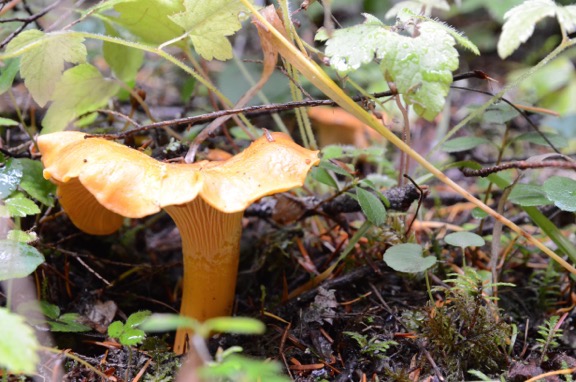Chanterelles
