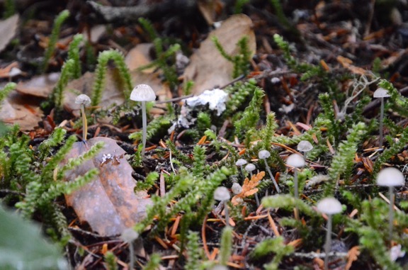 More Tiny Mushrooms
