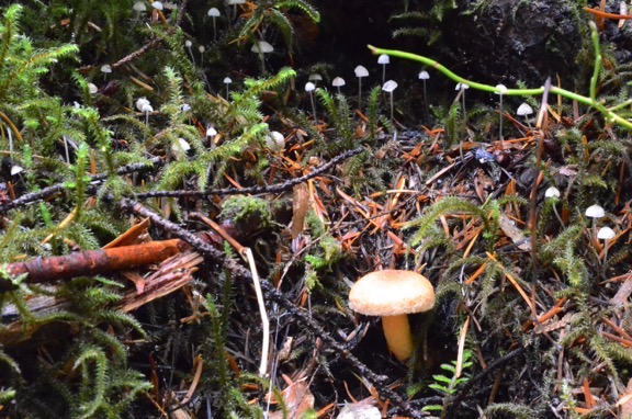 Many Mushrooms