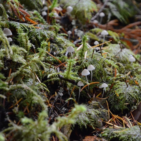 Tiny Mushrooms