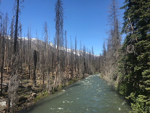 Burned Forest at River