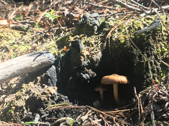 More Mushrooms