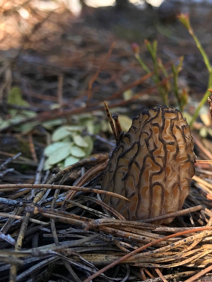 First Morel of the Season