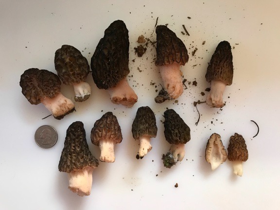 Morel Collection