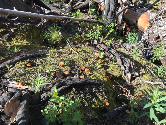 New Growth on Burned Forest Floor