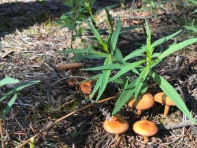 Mushrooms Under Plants