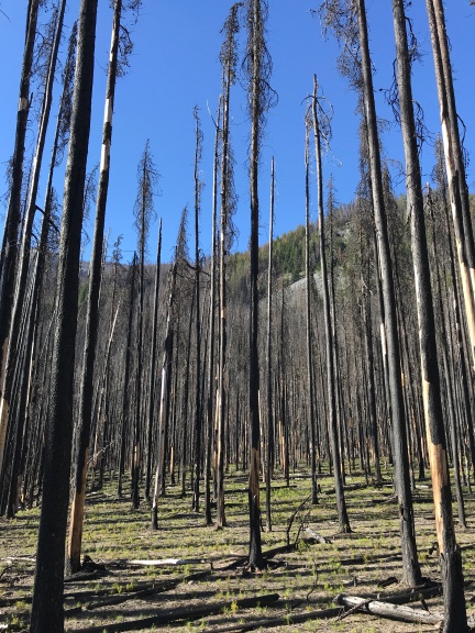 Tall Burned Trees
