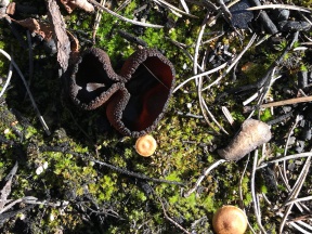 Weird Brown Mushroom